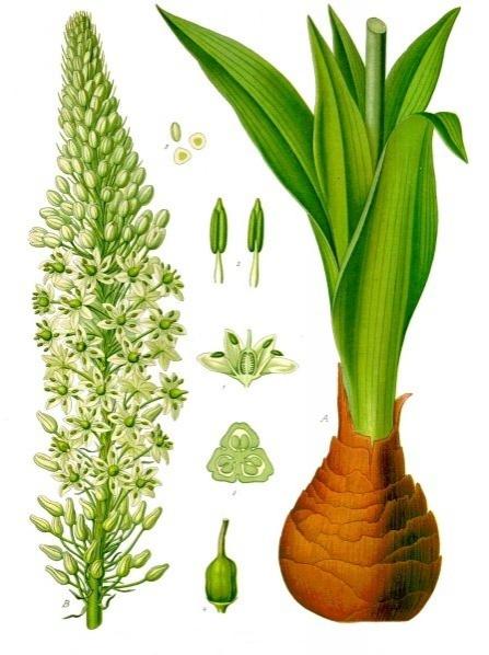 Squill Extract , Sea squill Extract, Sea onion Extract,  Maritime squill Extract, Red squill Extract Made in Korea