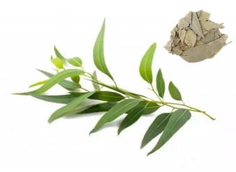 Eucalyptus Extract, Eucalyptus Leaf Extract Made in Korea