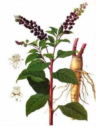 Pokeberry Root Extract Made in Korea