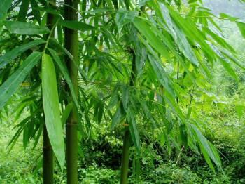 Bamboo Extract, Bamboo leaf Extract Made in Korea
