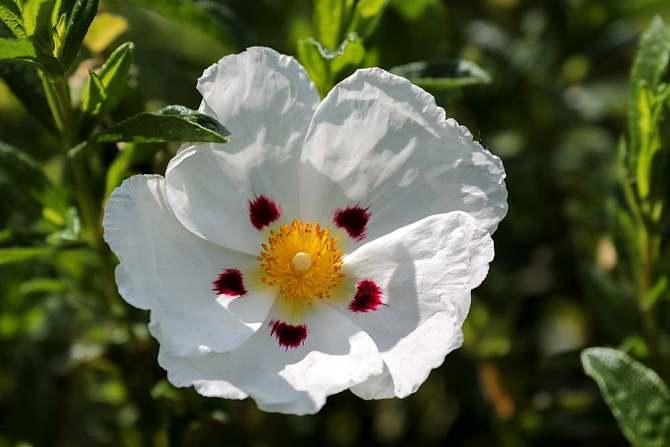 Rockrose extract, Rock Rose Extract Made in Korea