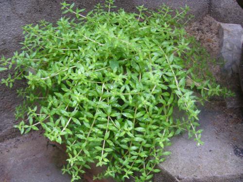 Stringy Stonecrop Herb Extract Made in Korea