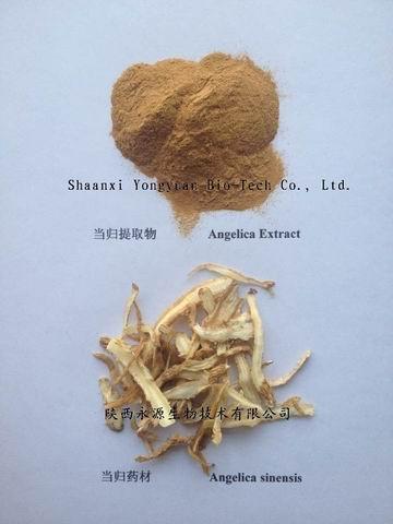 Dong Quai Extract, Angelicae Extract, Dong Quai Root Powder,Dong Quai Root P.E.,Angelica sinensis Flavone,Organic Dong Quai Extract Powder Made in Korea