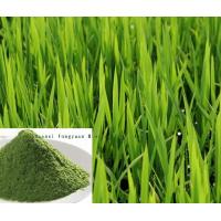 Barley Grass Extract, Wheat grass Extract Made in Korea
