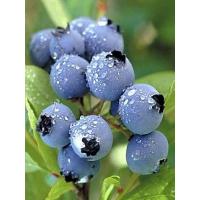 Bilberry Extract  Made in Korea