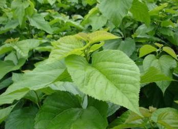 Mulberry Leaf Extract, Morus alba leaf extract Made in Korea