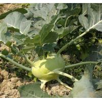 Brassica Campestriss ssp. Rapa Extract, Brassica rapa extract, Brassica Campestriss ssp. Rapa 4:1 Extract Made in Korea