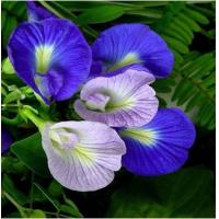Butterfly pea Extract, Butterfly pea Powder Made in Korea