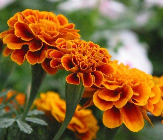 Lutein, xanthophyll, Marigold Extract Made in Korea
