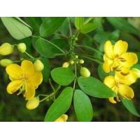 Cassia Seed Extract, Cassia Obtusifolia Extract  Made in Korea