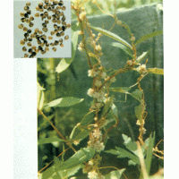 Chinese Dodder Seed Extract, Cuscuta Extract  Made in Korea