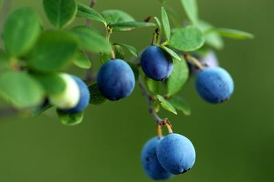 Blueberry Extract, Blueberry Leaf Extract Made in Korea