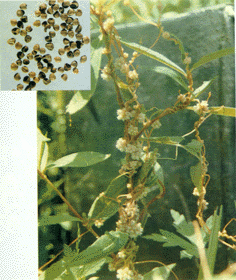 Chinese Dodder Seed Extract, Cuscuta Extract Made in Korea