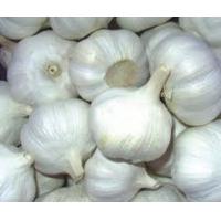 Fresh Pure White Garlic ,Ginger and Onion