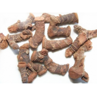 Galangal Extract, Lesser galangal Extract  Made in Korea