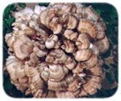 Grifola Frondosus extract, Maitake Extract, Maitake Mushroom Extract Made in Korea