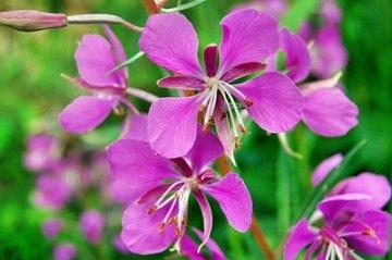 Willowherb extract Made in Korea