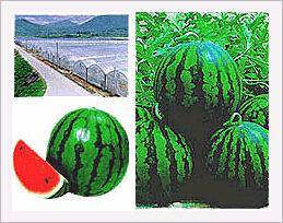 Watermelon  Made in Korea