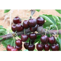 Cherry Extract, Tart Cherry Extract, Black Cherry Extract, Prunus serotina fruit juice powder, Cherry Stem Extract, Acerola Extract