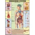 Endocrine System Product Showcase 	 Endocrine System