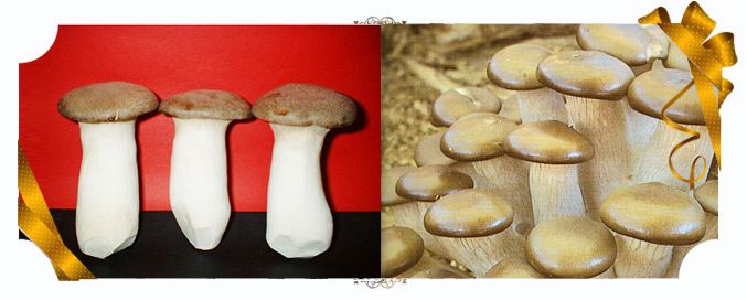 mushroom  Made in Korea