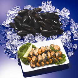 Frozen Cooked Mussel Meat  Made in Korea