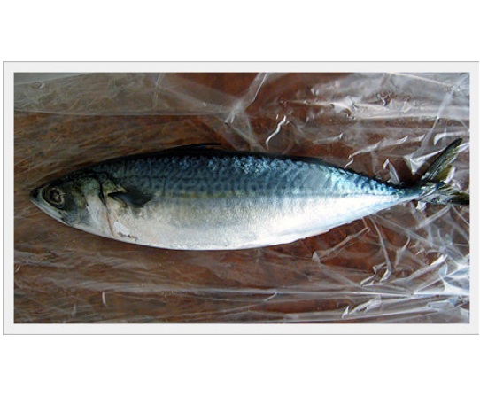 Mackerel Fish(Fishery Product)