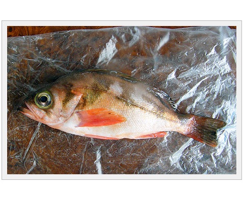 Goldeye Rockfish(Fishery Product)