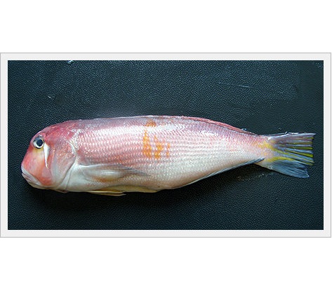 Tile Fish(Fishery Product)
