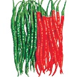 Hybrid Pepper-Chili-9 F1