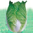 Chinese Cabbage-Middle Summer F1  Made in Korea