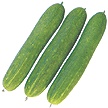 Cucumber-Cucasia F1  Made in Korea