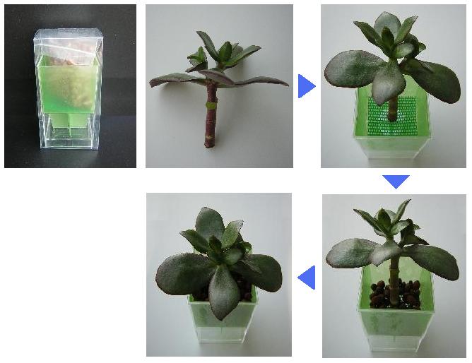 Small vase for mini-plant