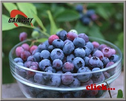 Herbal extract, Bilberry Extracts, Anthocyanidins =25.0%